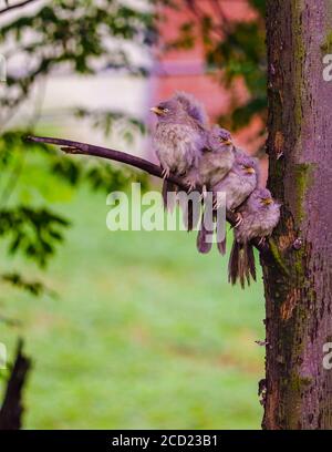 Jungle Babblers-Argya striata sur un arbre après la pluie. Oiseaux grégaires trouvés dans de petits groupes de six à dix oiseaux, connus sous le nom de sept Sœurs/Saath bhai. Banque D'Images