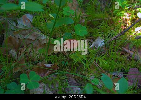 Un champignon venimeux et brun qui pousse naturellement dans un polonais forêt Banque D'Images