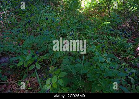 Des arbustes à bleuets naturels qui poussent sur un sol forestier Banque D'Images