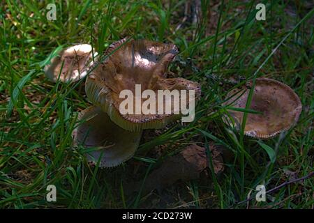 Un groupe de champignons bruns toxiques qui poussent sur une forêt sol Banque D'Images