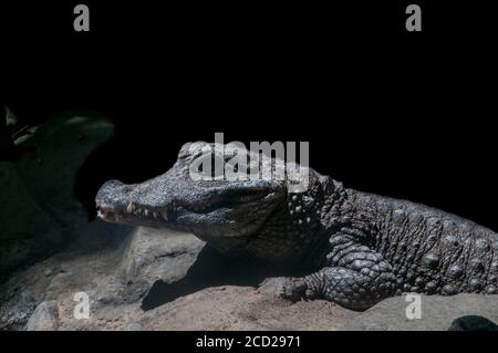 Apple Valley, mn. Crocodile nain ouest-africain, Osteolaemus tetrapis. Le crocodile nain ouest-africain est vulnérable. Banque D'Images