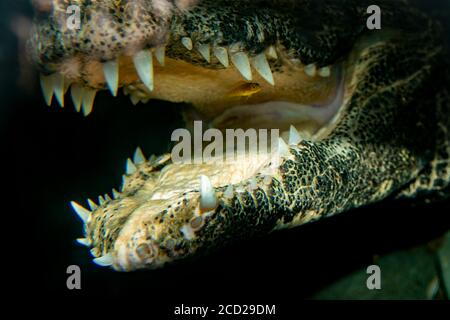 Apple Valley, Minnesota. West African Dwarf Crocodile, Osteolaemus tetrapis obtient sa bouche nettoyée par des poissons plus propres qui élimine et mange des parasites Banque D'Images