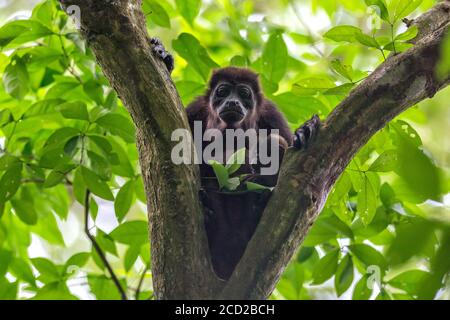 Une femelle singe hurleur (Alouatta palliata) et son bébé perchés dans un arbre de la forêt tropicale du Costa Rica. Banque D'Images