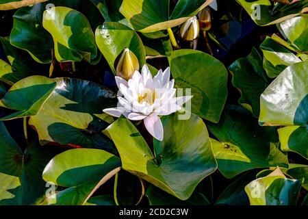 Belle floraison rose Water Lily - lotus dans un jardin dans un étang. Réflexions sur la surface de l'eau. Banque D'Images