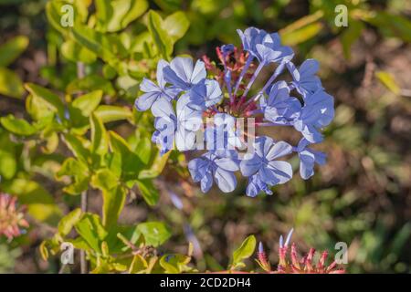 des fleurs bleues de cape leadwort plantent à l'extérieur et à la lumière du soleil Banque D'Images