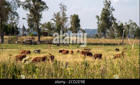 Bétail. Oxen et vaches. Les bovins Devon se reproduisent dans l'intérieur du Brésil. Élevage intensif. Animaux de ferme. Animaux se nourrissant dans la nature. Zone des fermes. RUR Banque D'Images