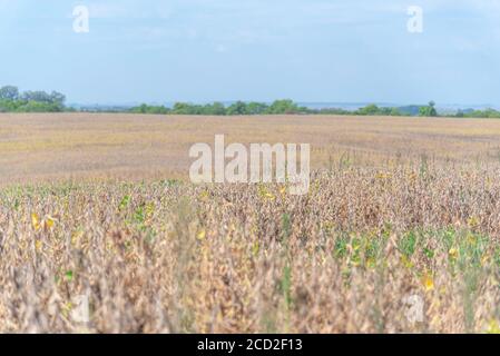 Mûrissement de la récolte de soja. Soja dans le stade R8. Agriculture de précision. Production de produits de base. Nourriture pour le monde. Production de grain. Plantation prête pour Banque D'Images