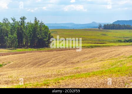 Champs de culture de soja. Région de coxilhas dans le biome pampa de l'État de Rio Grande do Sul. Champs de la zone de autorisation. Technique sans labour. Fraîchement moissonte Banque D'Images