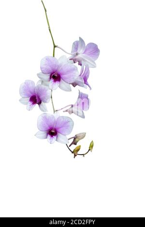 La branche de l'orchidée Cattleya. Beaucoup mélangé avec le violet et le blanc, est une espèce asiatique en Thaïlande sur un fond blanc. Banque D'Images