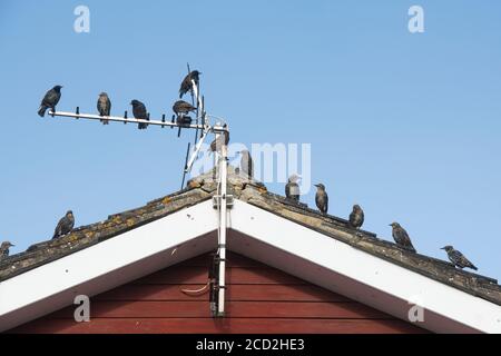 Sturnus vulgaris. Des étoiles adultes et juvéniles sur un toit de maison et une antenne Banque D'Images