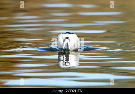 Vue rapprochée de l'arrière de la tête d'un canard de plongée à tête de Bufflehead qui est sur le point d'entrer dans l'eau. Banque D'Images