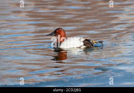 Un drake de Canvasback repousse le rivage glacial d'un lac avec un revers de pied alors qu'il rentre dans l'eau. Banque D'Images