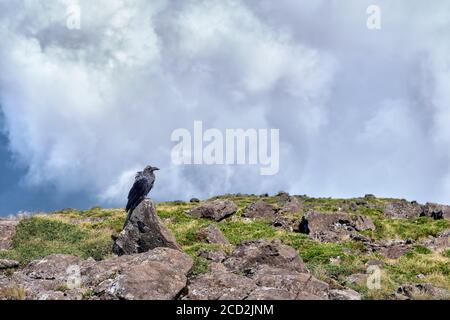 Un corbeau est fait sur un rocher au sommet d'une montagne avec un ciel nuageux en arrière-plan. Banque D'Images