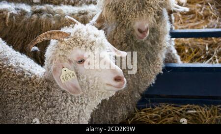 Deux chèvres angora blanches avec des manteaux courbés et de longues cornes se rassemblent dans un stylo à une foire agricole. Banque D'Images