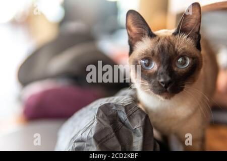 Les chats se détendent dans un café de chat dans le nord de la Thaïlande, Chiang Rai Banque D'Images