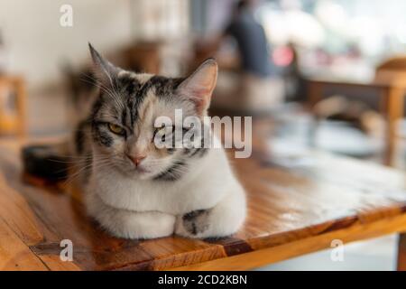 Les chats se détendent dans un café de chat dans le nord de la Thaïlande, Chiang Rai Banque D'Images