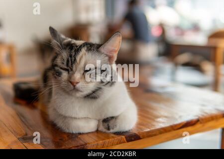 Les chats se détendent dans un café de chat dans le nord de la Thaïlande, Chiang Rai Banque D'Images