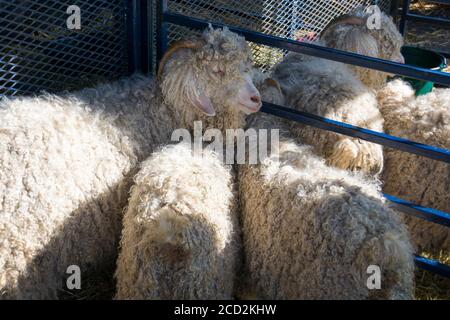 Un groupe de chèvres angora blanches avec des fourrures longues et dâtres se hissent ensemble dans une cage à une foire agricole. Banque D'Images