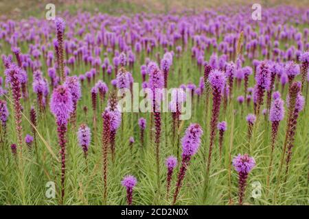 magnifique champ de fleurs violettes par temps clair Banque D'Images