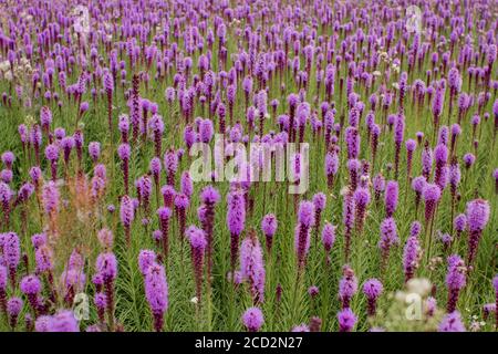 magnifique champ de fleurs violettes par temps clair Banque D'Images