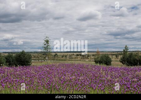 magnifique champ de fleurs violettes par temps clair Banque D'Images