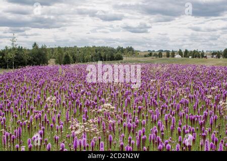 magnifique champ de fleurs violettes par temps clair Banque D'Images