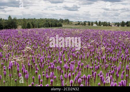 magnifique champ de fleurs violettes par temps clair Banque D'Images