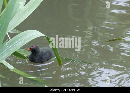 Un poussin de moorhen nage dans des eaux peu profondes, parmi les roseaux. Photo prise au Pinner Memorial Park, Pinner, West London. Banque D'Images