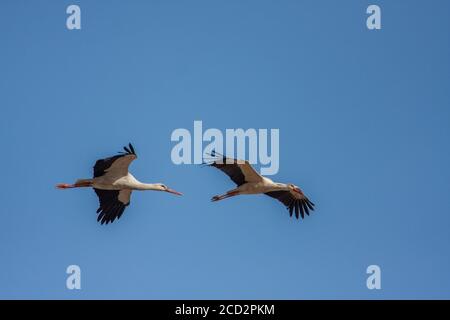 Un troupeau de cigogne blanche (Ciconia ciconia) En vol sur la migration photographiée en Israël Banque D'Images