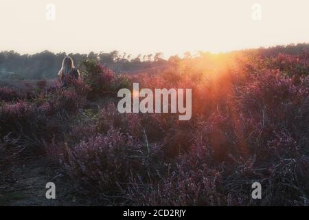 La femme aime le coucher du soleil dans les landes dans le Parc national de Veluwe aux pays-Bas Banque D'Images