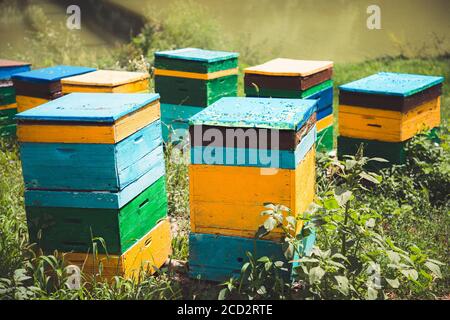 Apicole et apiculture. Vieilles ruches en bois colorées entourées de végétation. Gros plan. Banque D'Images