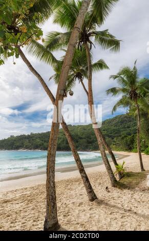Plage exotique avec palmiers et océan bleu Banque D'Images