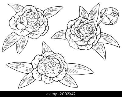 Motif fleur de pivoine noir blanc isolé esquisse vecteur d'illustration Illustration de Vecteur