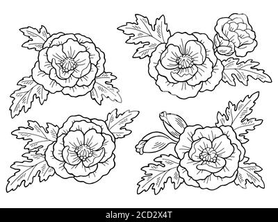 Motif de fleurs de pavot noir blanc isolé dessin vectoriel d'illustration Illustration de Vecteur