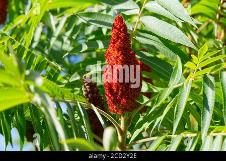 Fleur rouge de l'arbre de vinaigre sumac de Blooming, Rhus typhina, gros plan en été ensoleillé. Banque D'Images