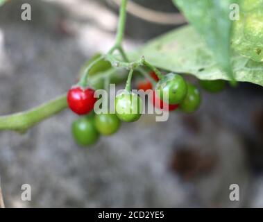 Groseille rouge dans un jardin avec bacground floue Banque D'Images