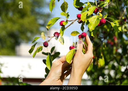 Malus pumila. Récolte de pommes paradisiaques. Beaucoup de branches ranetki rouges et mûres de l'arbre. Collecte de Pyrus malus pumila de l'arbre. Banque D'Images