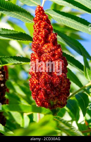 Fleur rouge de l'arbre de vinaigre sumac de Blooming, Rhus typhina, gros plan en été ensoleillé. Banque D'Images