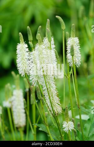 Sanguisorba canadensis, burnett canadien, burnett blanc. Grappes de fleurs jaunes sur tiges verticales Banque D'Images