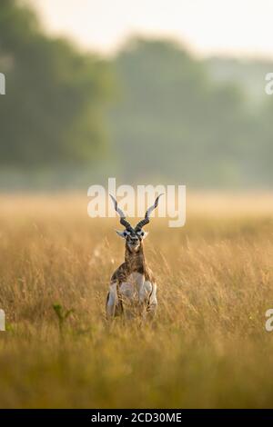 Gros corned mâle noir sauvage ou antilope cervicapra ou Indien antilope en début de matinée lumière de l'heure d'or au blackbuck national parc velavadar inde Banque D'Images