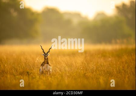 Gros corned mâle noir sauvage ou antilope cervicapra ou Indien antilope en début de matinée lumière de l'heure d'or au blackbuck national parc velavadar inde Banque D'Images