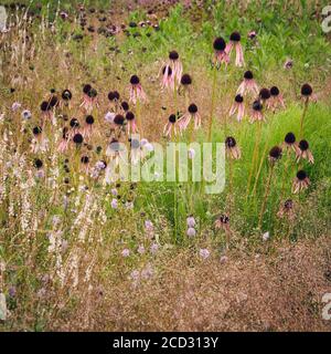 Détail du magnifique jardin de Hauser & Wirth, Somerset par Piet Oudolf Banque D'Images