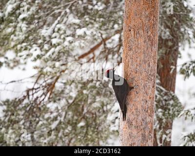 Pic noir, Dryocopus martius, homme, Kuusamo, Finlande, hiver Banque D'Images