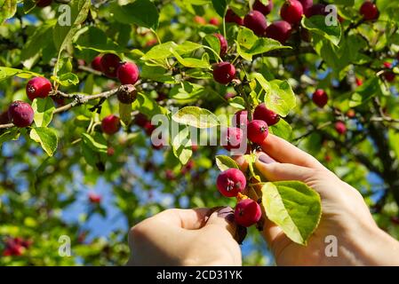 Malus pumila. Récolte de pommes paradisiaques. Beaucoup de branches ranetki rouges et mûres de l'arbre. Collecte de Pyrus malus pumila de l'arbre. Banque D'Images