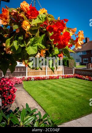 Panier suspendu dans un jardin intérieur britannique bien entretenu. Banque D'Images