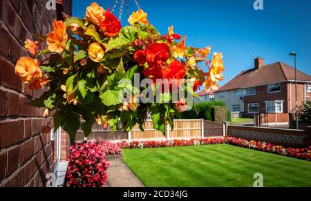 Panier suspendu dans un jardin intérieur britannique bien entretenu. Banque D'Images