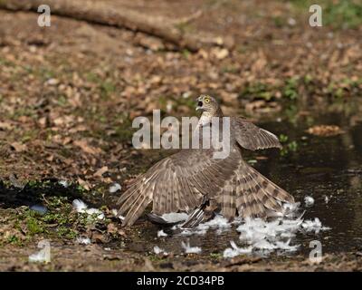 Sperrowhawk eurasien Accipiter nisus immature mâle sur le pigeon en bois réagissant À l'arrivée de la femelle North Norfolk Banque D'Images