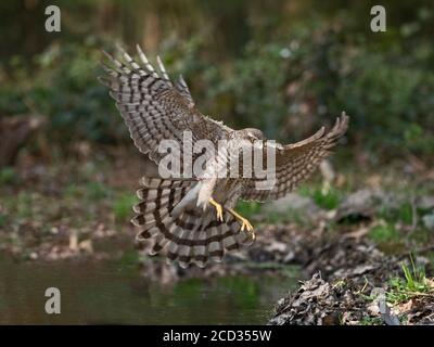 Sparrowhawk eurasien Accipiter nisus immature mâle Norfolk du Nord Banque D'Images