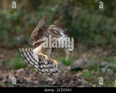 Sparrowhawk eurasien Accipiter nisus immature mâle Norfolk du Nord Banque D'Images