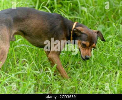 Chiot pinscher nain se faufiler à travers l'herbe. Banque D'Images